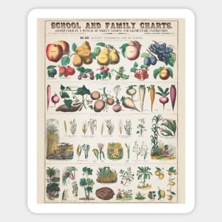 Botanical Fruit and Vegetables Plant Chart Sticker